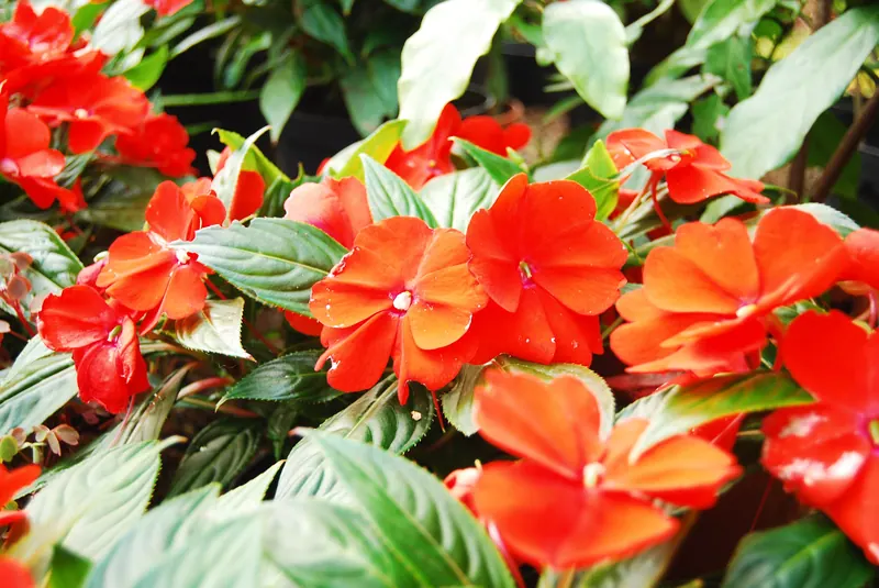 Bright orange-red flowers among green leaves, in close-up.