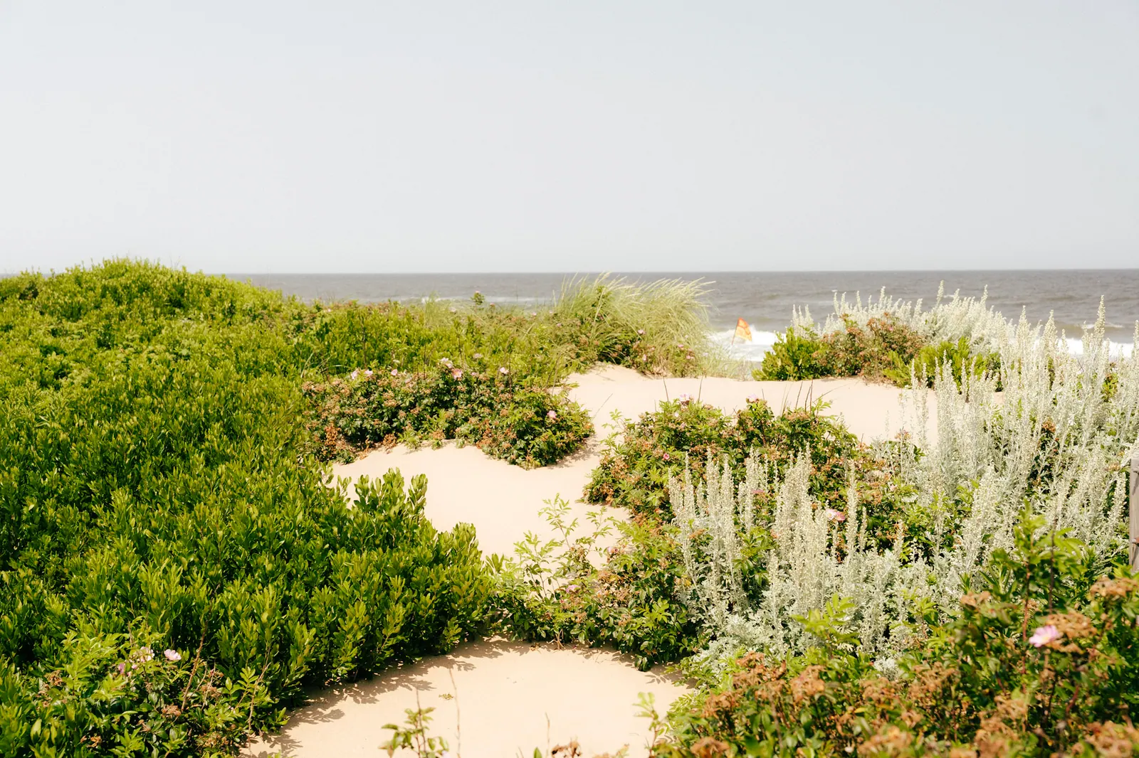 Green coastal dune plants and pale sand leading to the sea under a hazy sky.