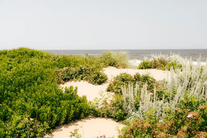 Green coastal dune plants and pale sand leading to the sea under a hazy sky.
